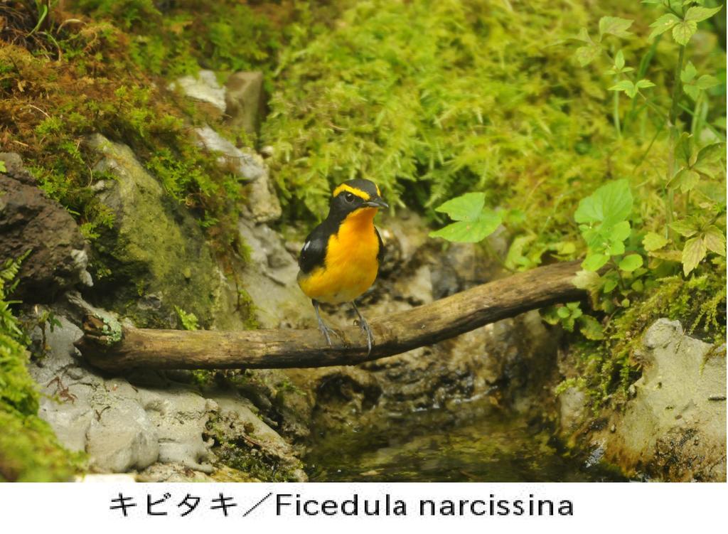 Pension Country Diary 山中湖村 エクステリア 写真