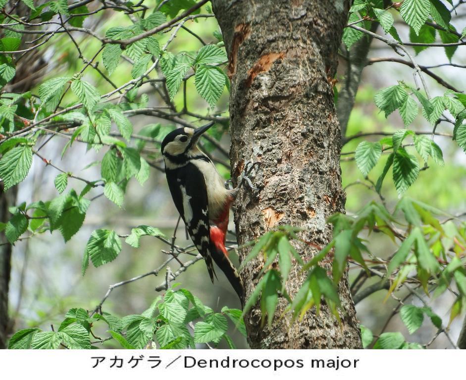 Pension Country Diary 山中湖村 エクステリア 写真