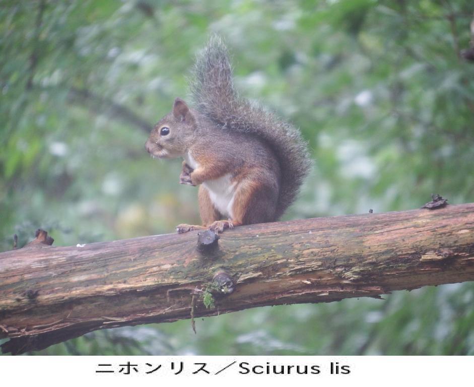 Pension Country Diary 山中湖村 エクステリア 写真